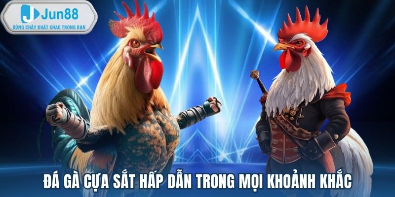 Đá gà cựa sắt hấp dẫn trong mọi khoảnh khắc